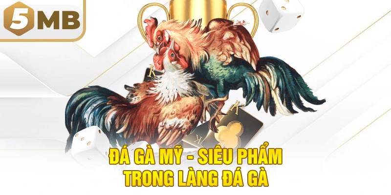 Đá gà Mỹ - Siêu phẩm trong làng đá gà